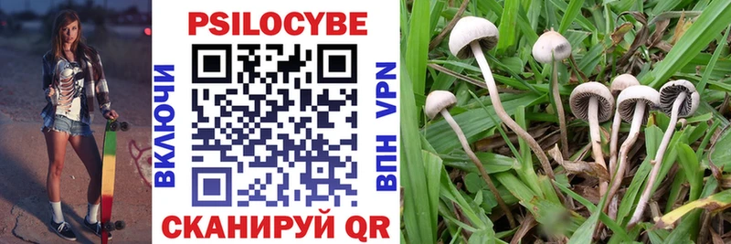 KRAKEN вход  Рубцовск  Галлюциногенные грибы Cubensis 
